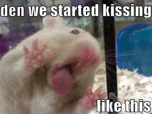 hamster-den-started-kissing-like-this.jpeg