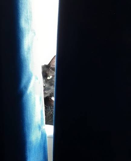 hidden sideboard cat.jpg