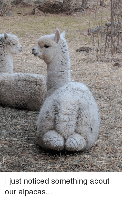 i-just-noticed-something-about-our-alpacas-19038164.png