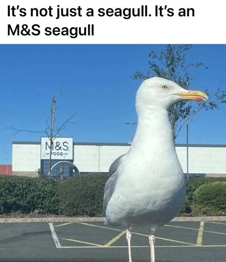 IMG_2917.jpeg