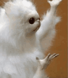 IMG_6053.gif