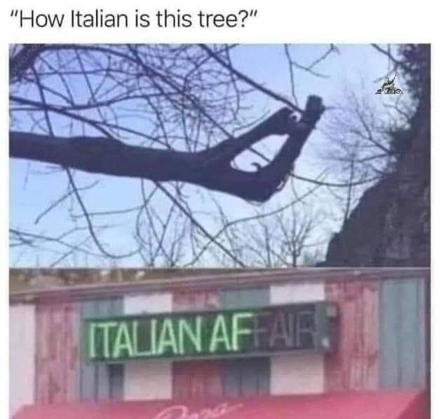 italian-is-this-tree-italian-affair.jpeg