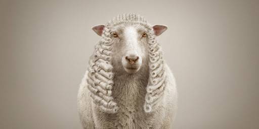 judge sheep.jpg
