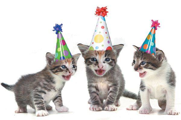 Kittens-celebrate-a-birthday-party.jpg.optimal.jpg
