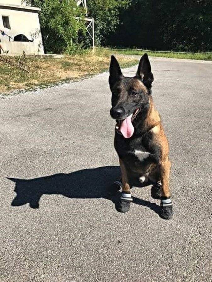 la-policia-de-zuric-protegeix-els-peus-dels-gossos-perque-no-es-cremin-a-l-asfalt-quan-fa-calor.jpeg