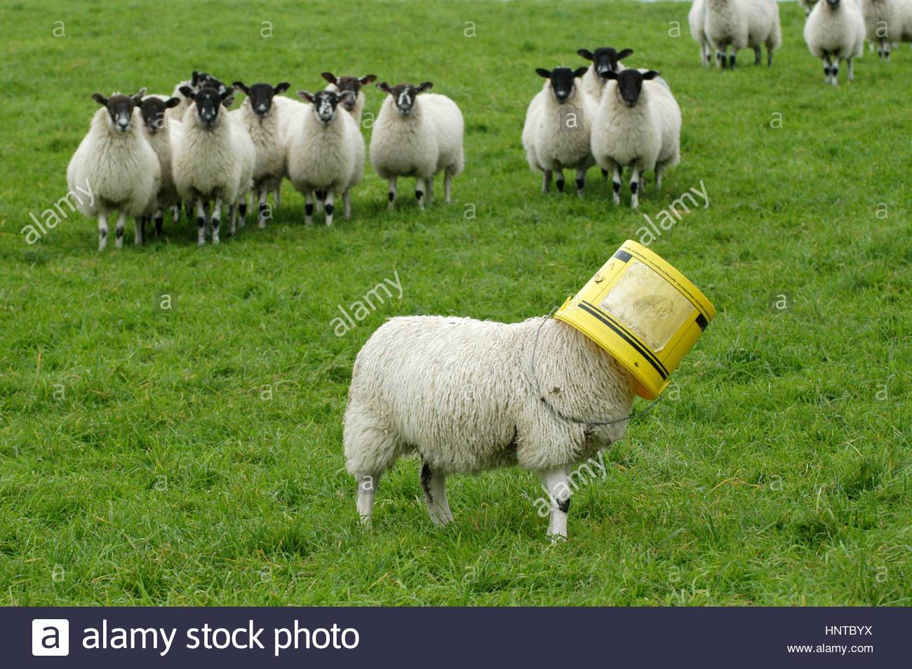 lamb-with-bucket-on-its-head-whilst-other-sheep-watch-on-HNTBYX.jpg