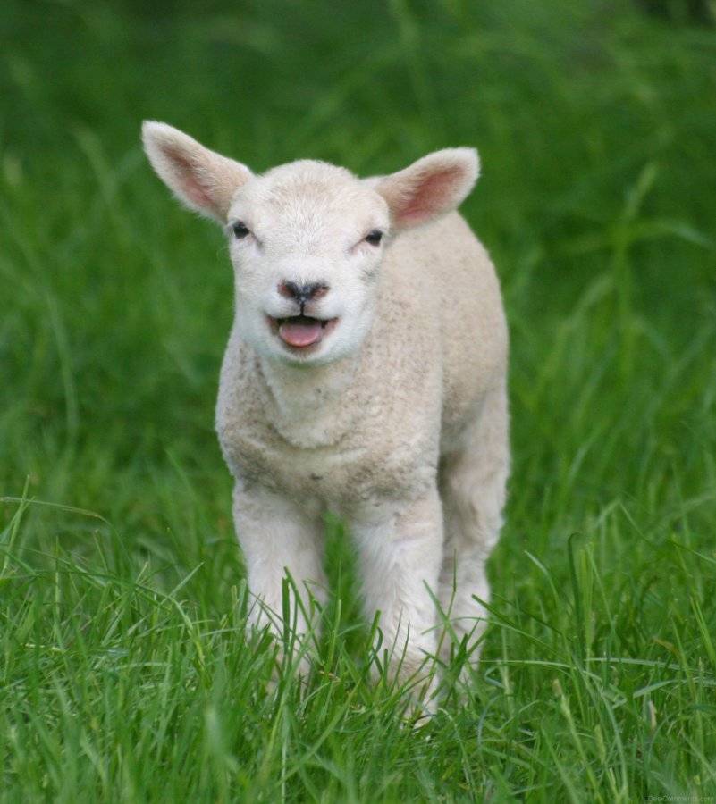Little-Sheep-Baby-Image-121355449.jpg