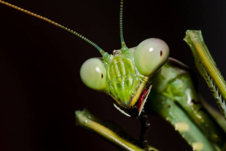 Mantis.jpg
