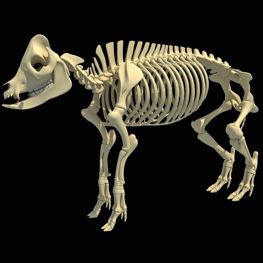 pig-skeleton-01.jpg