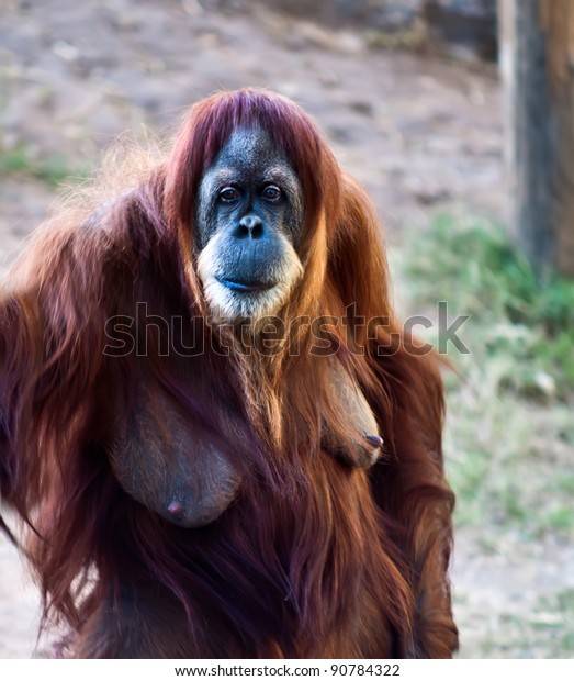 portrait-adult-female-orangutan-standing-600w-90784322.jpg