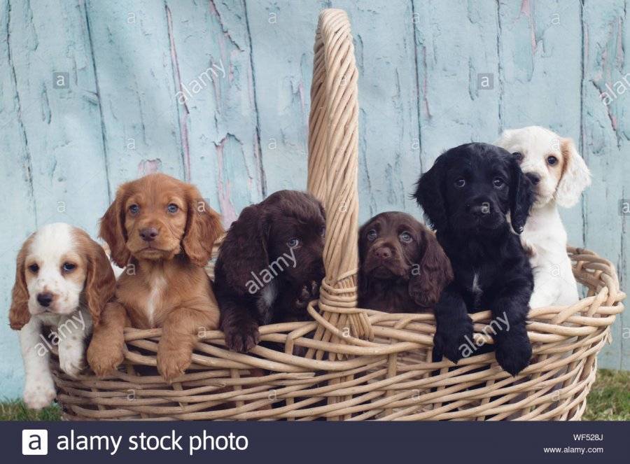 portrait-of-puppies-in-basket-WF528J.jpg