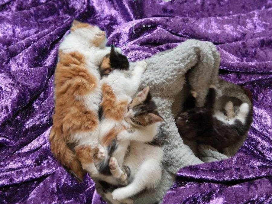 purplecats.jpg