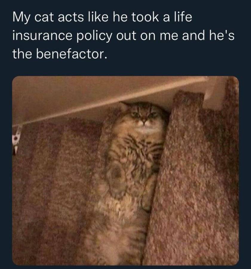 PwbzAFL.jpeg