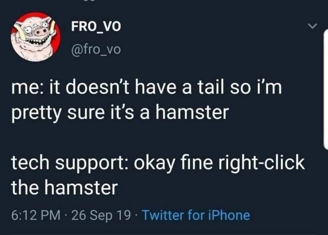 random photo hamster majorgeeks.jpg