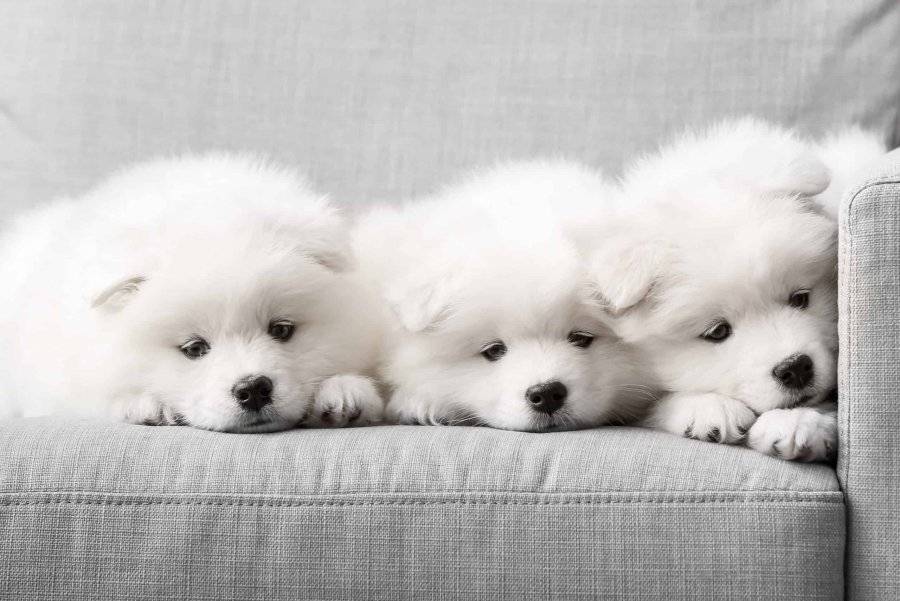 samoyed-puppies-scaled.jpeg