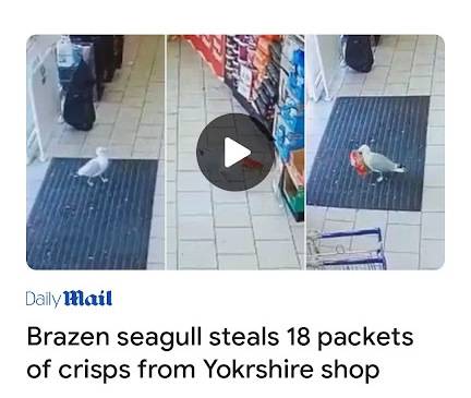 seagull news.jpg