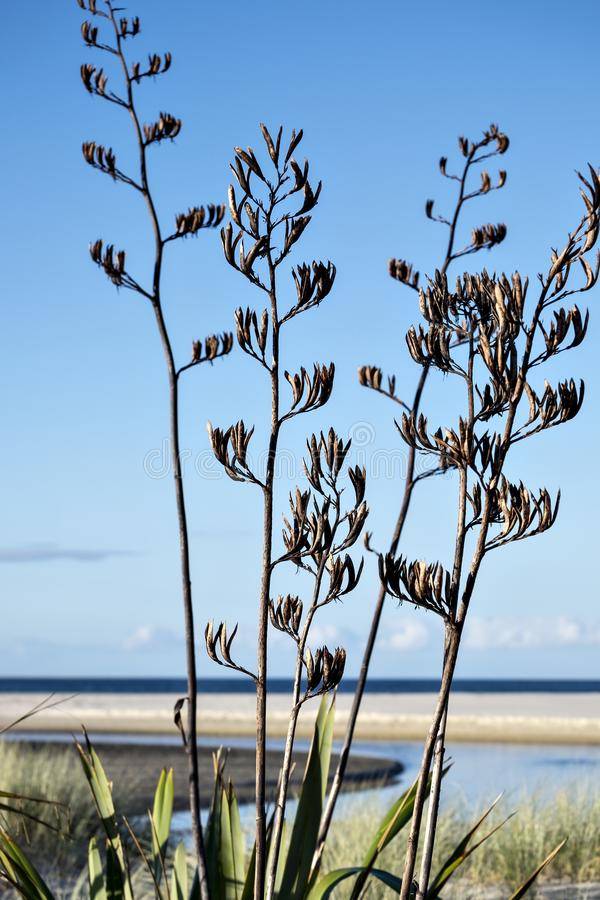 seed-pods-new-zealand-flax-phormium-tenax-sand-dunes-pakiri-beach-nz-black-upwardly-curving-se...jpg