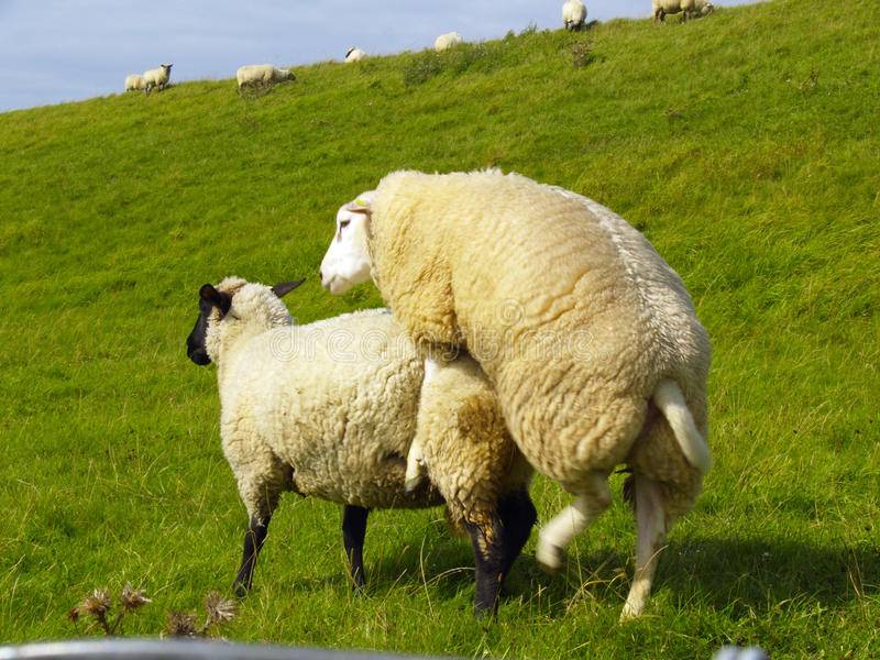 sheep-pasture-11359733.jpg