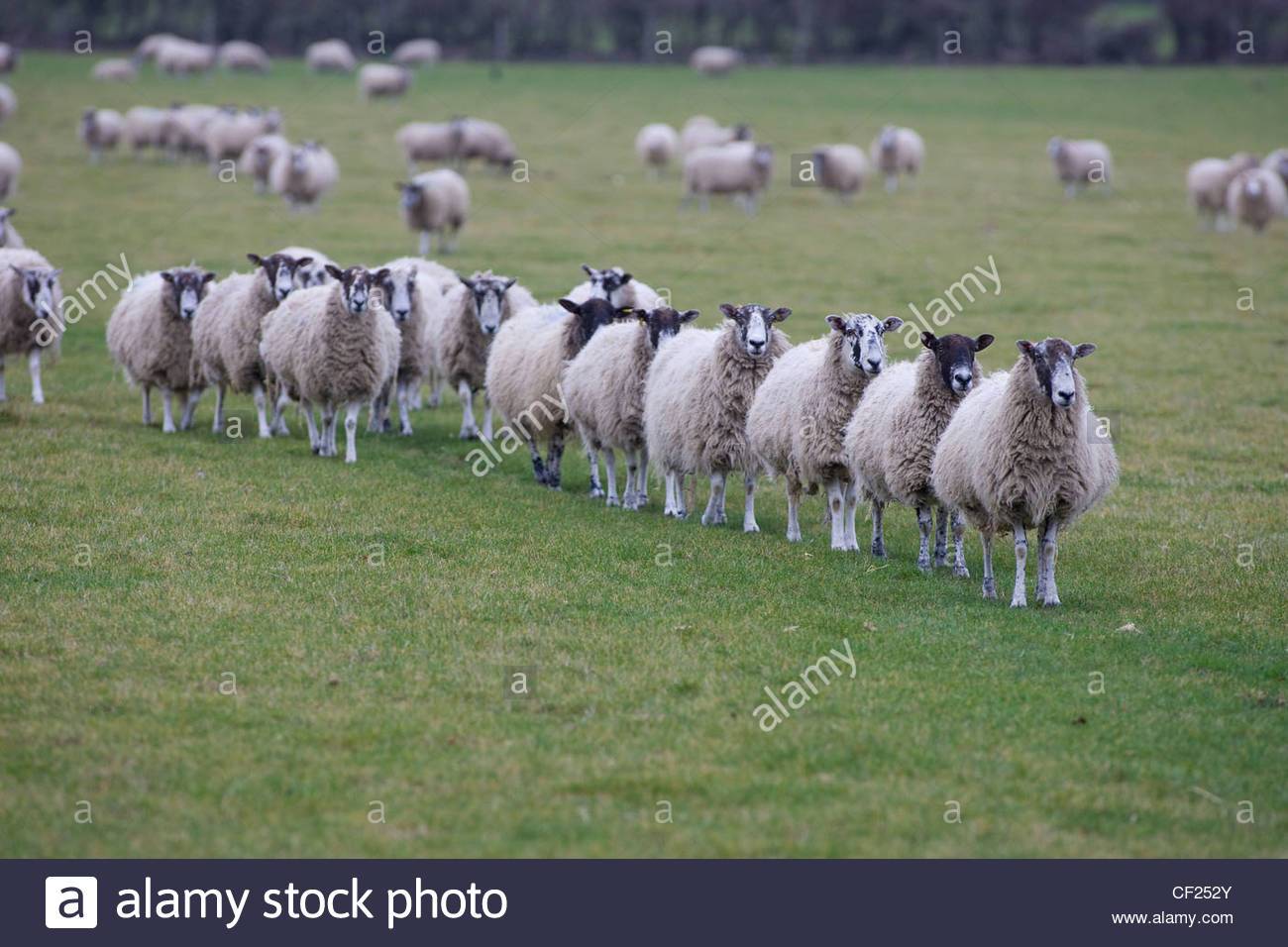 sheep-walking-in-line-CF252Y.jpg