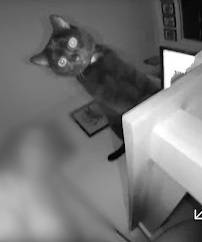 sneaky sideboard cat.jpg