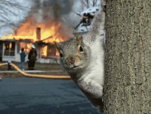 squirrel-burn.gif