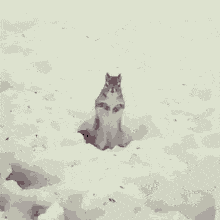 squirrel-snow.gif