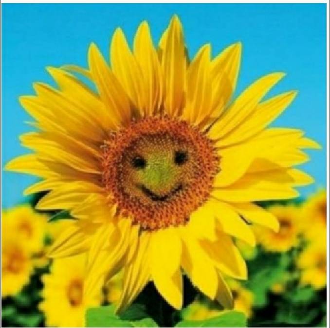 sunflower.jpeg