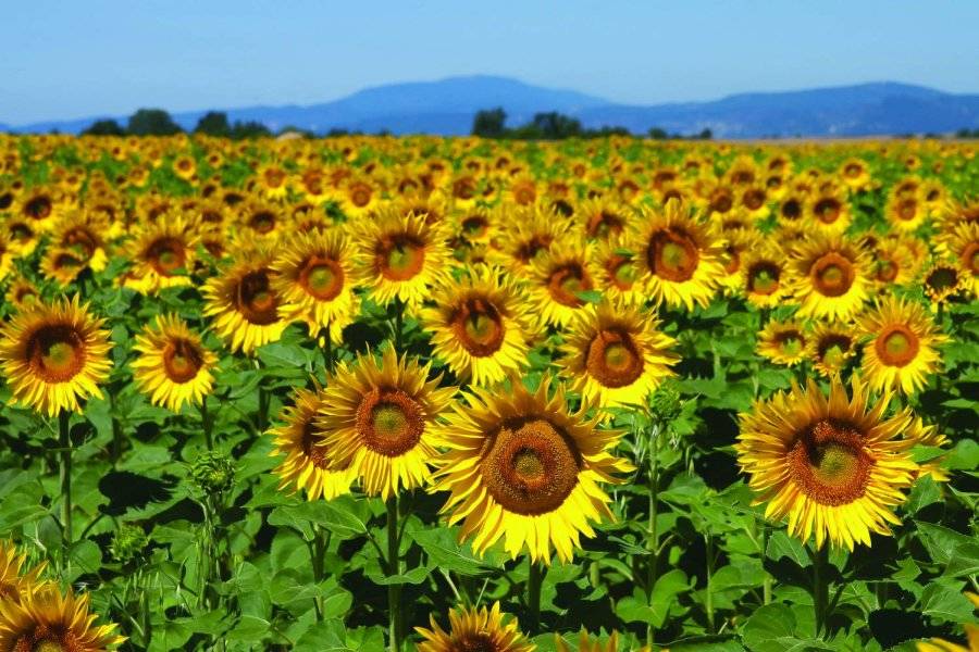 sunflowers-toulouse-france.jpg