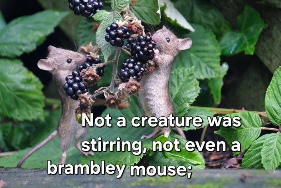 The-Mouse-Family-that-Live-by-the-Brambles.jpg