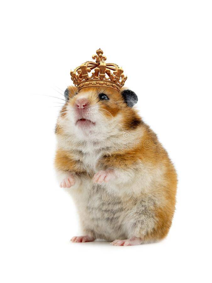 timid-hamster-standing-royal-crown-isolated-white-background-182012011.jpg