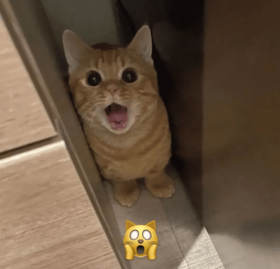 togif.gif
