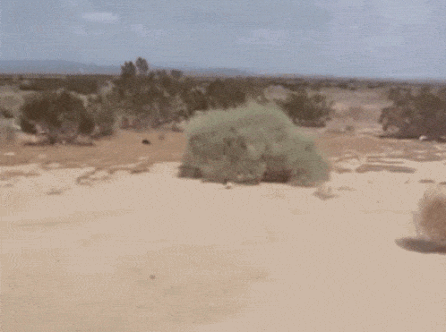 tumbleweed.gif