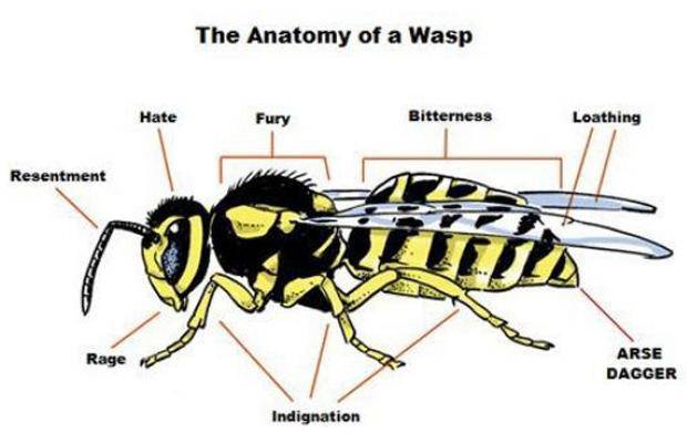 wasp anatomy.jpg