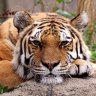 Tigercat55