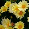 yellow_daisies