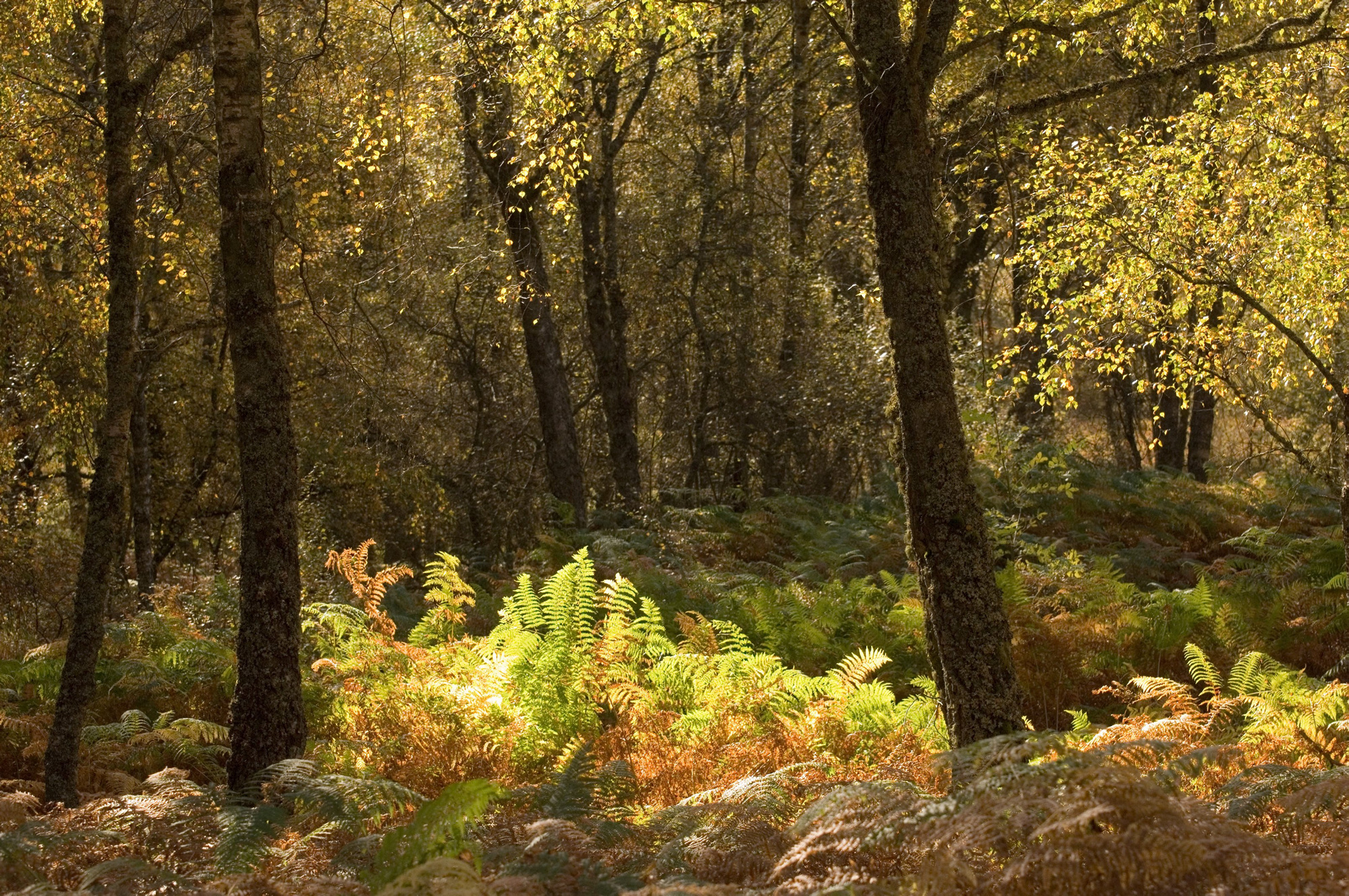 www.forestryengland.uk