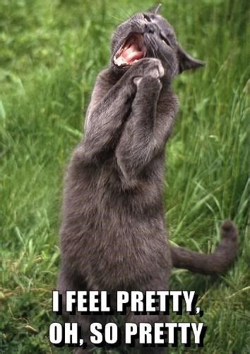 I FEEL PRETTY, OH, SO PRETTY | Cats, Funny animal pictures ...