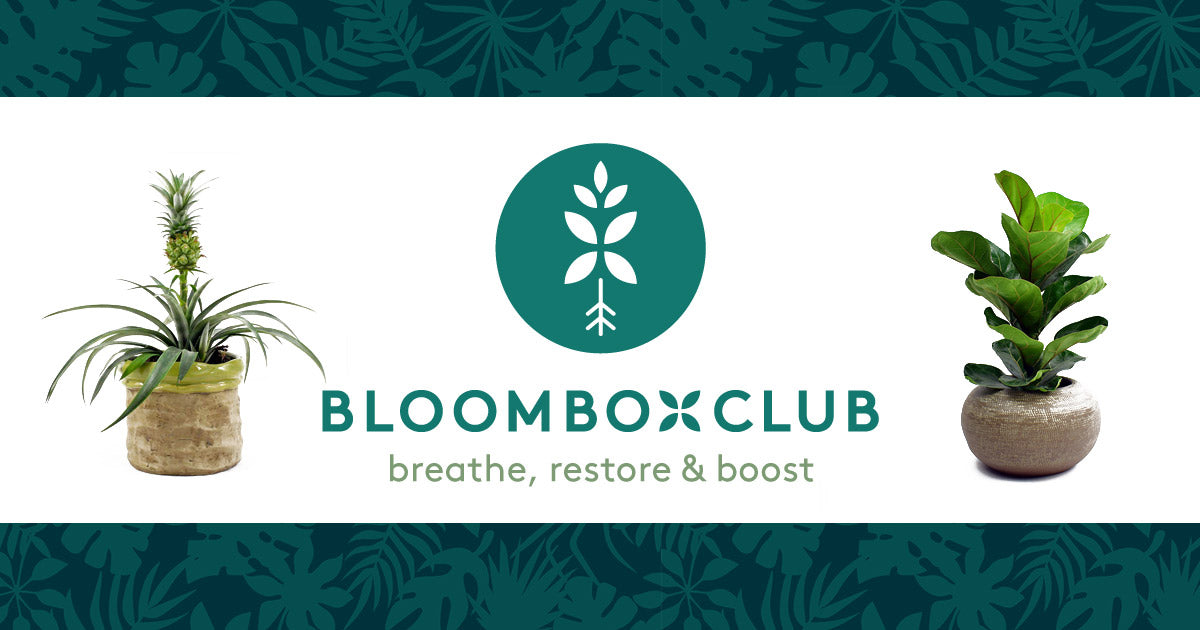 bloomboxclub.com