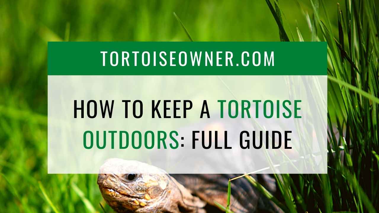 www.tortoiseowner.com